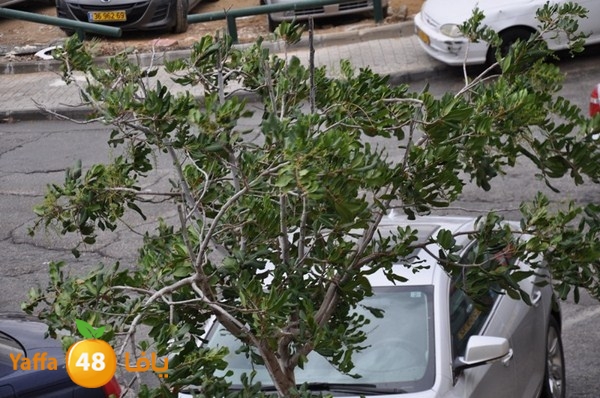 yaffa rain 1211 (41).JPG